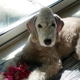  Puppies from Patchwork