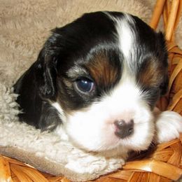Cavalier King Charles Spaniel Puppies from Glenwood Cavaliers