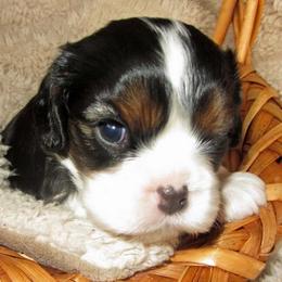 Cavalier King Charles Spaniel Puppies from Glenwood Cavaliers