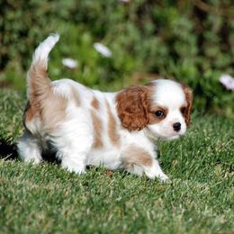 Cavalier King Charles Spaniel and Rottweiler Puppies from Nighthawk Rottweilers & Cavalier King Charles Spaniels