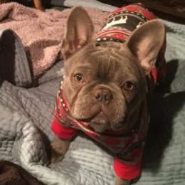 Sophie - French Bulldog