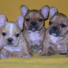 French Bulldog Puppies from Pettybulls