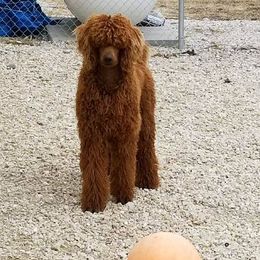 Logi - Poodle