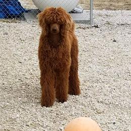 Logi - Poodle