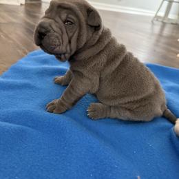 Elf - Blue male Chinese Shar-Pei puppy in North Carolina from Amy Mahaffey's Chinese Shar-Pei