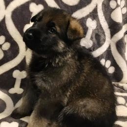 German Shepherd Puppies from Haus Des Bergschatten