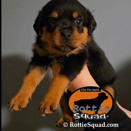 Orange collar Girl 3 - Black and mahogany female Rottweiler puppy in Shepherdsville, Kentucky from Rottie Squad Kennel