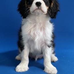 Blitz - Tri-color male Cavalier King Charles Spaniel puppy in Shipshewana, Indiana from Shelli's Puppies