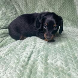 Kaiser - Black and tan male Dachshund puppy in Richmond, Virginia from Paw Prints