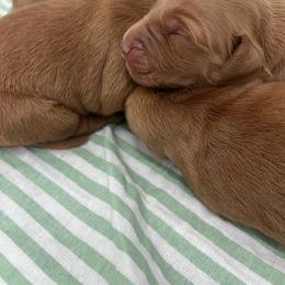 Boy 4 - Dark golden male Golden Retriever puppy in Denton, Maryland from Golden Horse Farm