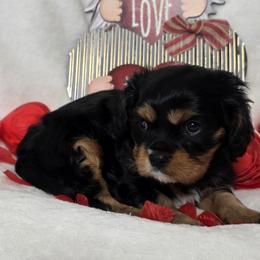 Lotus - Black and tan male Cavalier King Charles Spaniel puppy in Stilwell, Oklahoma from Love Bug Cavaliers