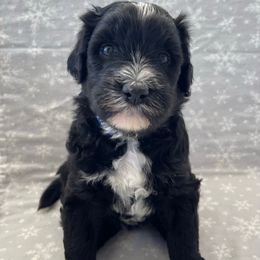 Dark Blue - Black and white male Sheepadoodle puppy in Archer, Florida from Gainesville Sheepadoodles