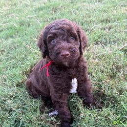 Red - Chocolate male Goldendoodle puppy in Morris, Alabama from 4H Doodles