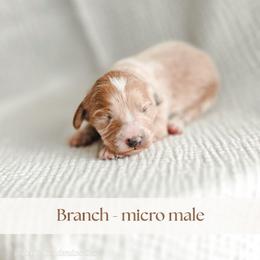 Branch - Red  male Goldendoodle puppy in Punta Gorda, Florida from Transformation Acres Goldendoodle