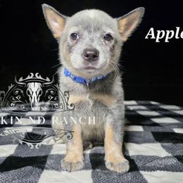 Apple - Blue male Australian Cattle Dog puppy in Silsbee, Texas from Rockin ND Ranch