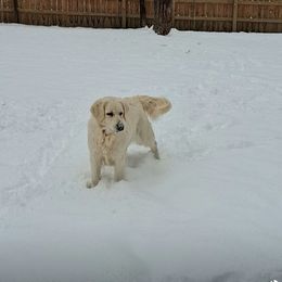 Violet - Golden Retriever