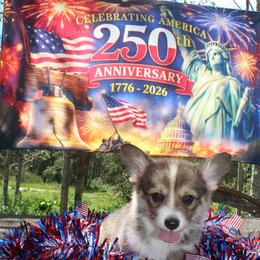 Mary - Sable female Pembroke Welsh Corgi puppy in Valley, Washington from Corgis of the Mountain Valley