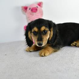 Cooper - Black and tan male Dachshund puppy in Austin, Texas from Glorious Minis