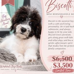 Biscotti - In Training - Black and white male Bernedoodle puppy in Youngstown, Florida from Wonderland’s Boujie Kennels