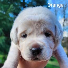 Orange collar - Yellow female Labrador Retriever puppy in Mossyrock, Washington from White River Labradors
