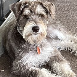 Corrina - Miniature Schnauzer