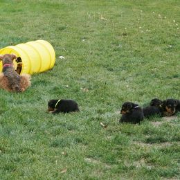 Airedale Terrier and Boxer Puppies from Roc Haven Airedales & Boxers