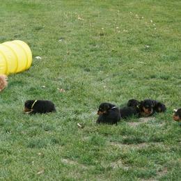 Airedale Terrier and Boxer Puppies from Roc Haven Airedales & Boxers