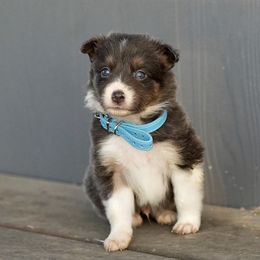 Luigi (light blue) - Tri-color male Border Collie puppy in Lodi, California from R3 Sport Dogs (Rafter 3 Ranch)