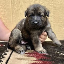 Denali - Red girl - Sable female German Shepherd puppy in Oakley, California from Von Guadachi German Shepherds & Audacity Border Collies