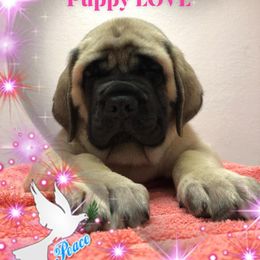 Mastiff Puppies from Majestic Mastiffs of Florida