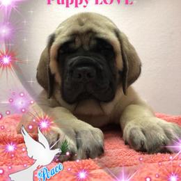 Mastiff Puppies from Majestic Mastiffs of Florida