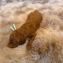 Mint Collar - Red  female Goldendoodle puppy in Winfield, Alabama from Rose Lane Doodles