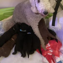 Bedlington Terrier Puppies from Snowcap Bedlingtons