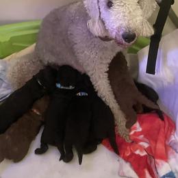 Bedlington Terrier Puppies from Snowcap Bedlingtons