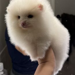 Sugar - White female Pomeranian puppy in Denver, Colorado from BD Poms