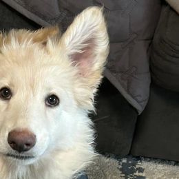 Shiloh Shepherds from Opal Shilohs