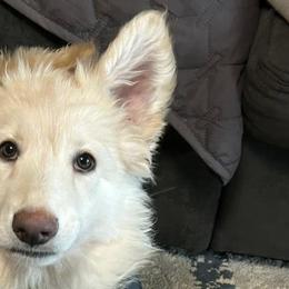 Shiloh Shepherds from Opal Shilohs