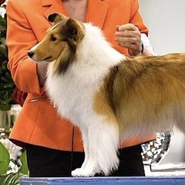 Maybe - Shetland Sheepdog