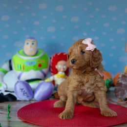 Bo Peep (Pink) - Apricot female Goldendoodle puppy in Rocklin, California from FurEver Yours Goldendoodles