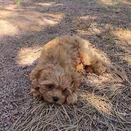 Teddy - Apricot male Cavapoo puppy in Gilbert, Arizona from Arizona Toy Cavapoos – Health‐Tested & Home‐Raised