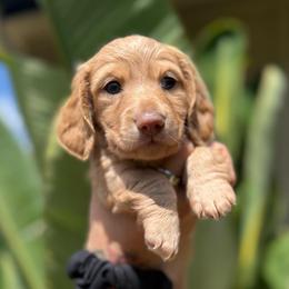 Majesty the cream baby girl - Cream female Dachshund puppy in El Cajon, California from Lisa Buxton