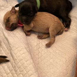 Schnoodle Puppies from Noodle Tings Puppies