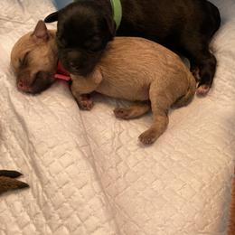 Schnoodle Puppies from Noodle Tings Puppies