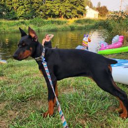 Dachshund and Doberman Pinscher Puppies from Living Hope Dobies and Doxies