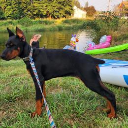 Dachshund and Doberman Pinscher Puppies from Living Hope Dobies and Doxies