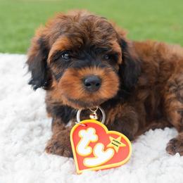Aussiedoodle and Goldendoodle Puppies from Ever After Doodles Arizona