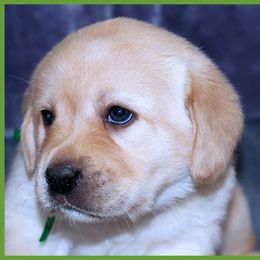 Labrador Retriever Puppies from van Dalen Labradors