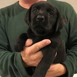 Boy 3 - male Labrador Retriever puppy in Hutto, Texas from Texas Bluebonnet Labs