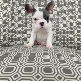 French Bulldog Puppies from Dejavu Frenchies