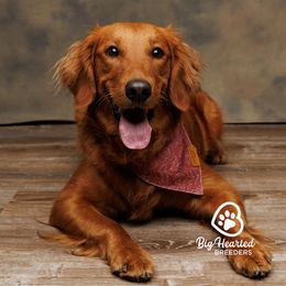 Daisy - Companion Cross